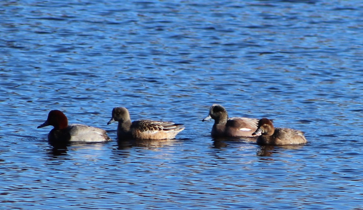 葡萄胸鴨 - ML629622076