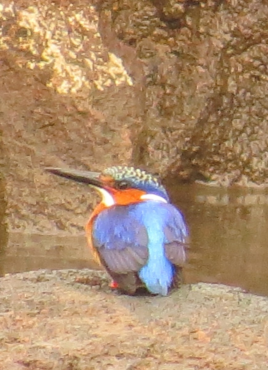Malagasy Kingfisher - ML629622082