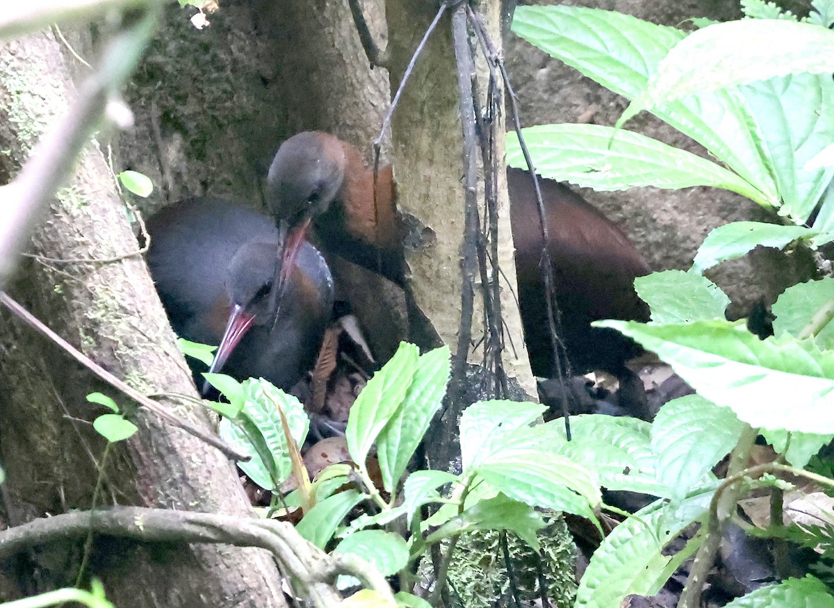 Snoring Rail - ML629622098