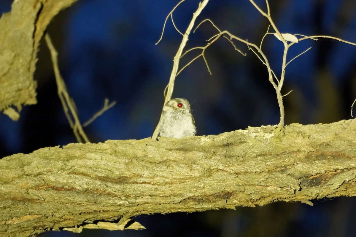 Australian Owlet-nightjar - ML629622323