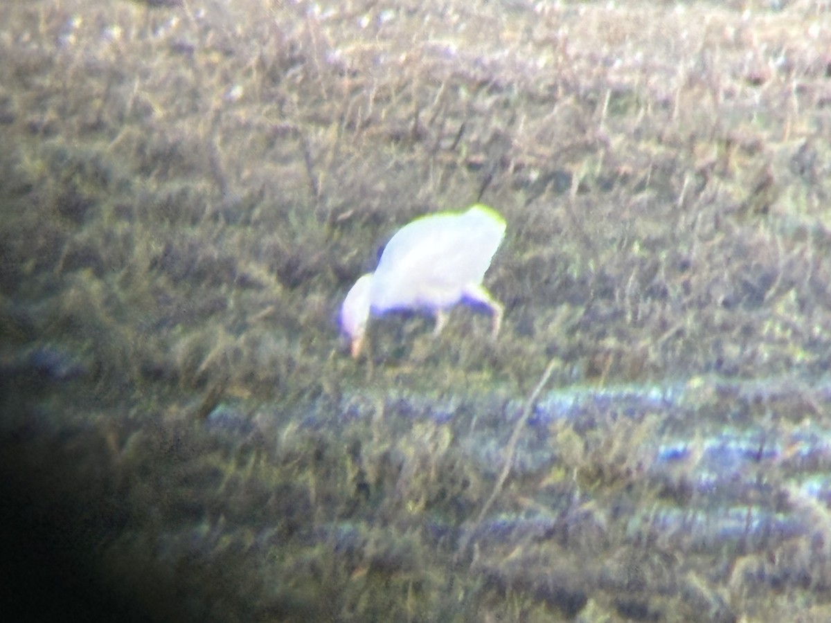 Western Cattle-Egret - ML629622325