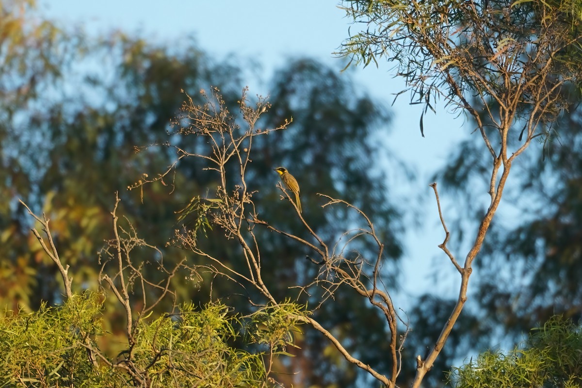 Yellow-tufted Honeyeater - ML629622330