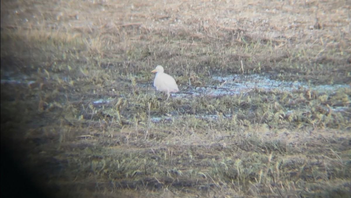 Western Cattle-Egret - ML629622531