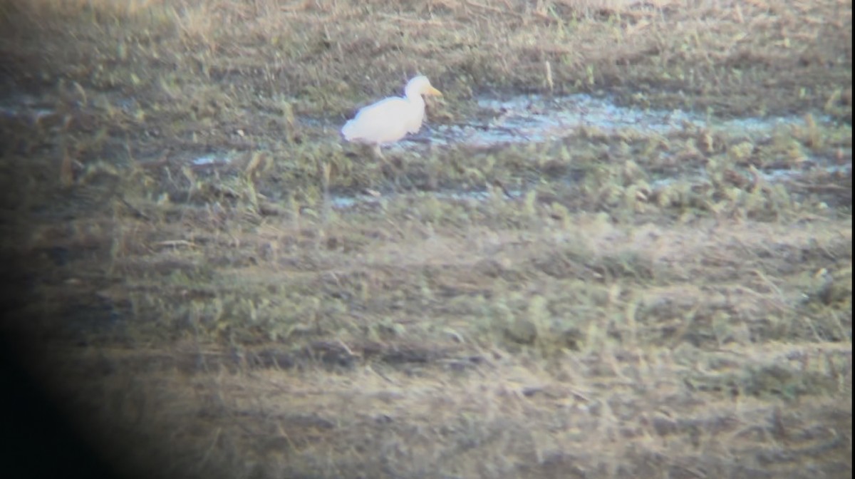 Western Cattle-Egret - ML629622532