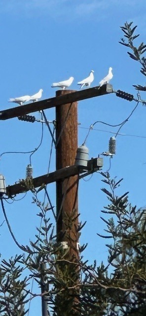 Rock Pigeon (Feral Pigeon) - ML629622720