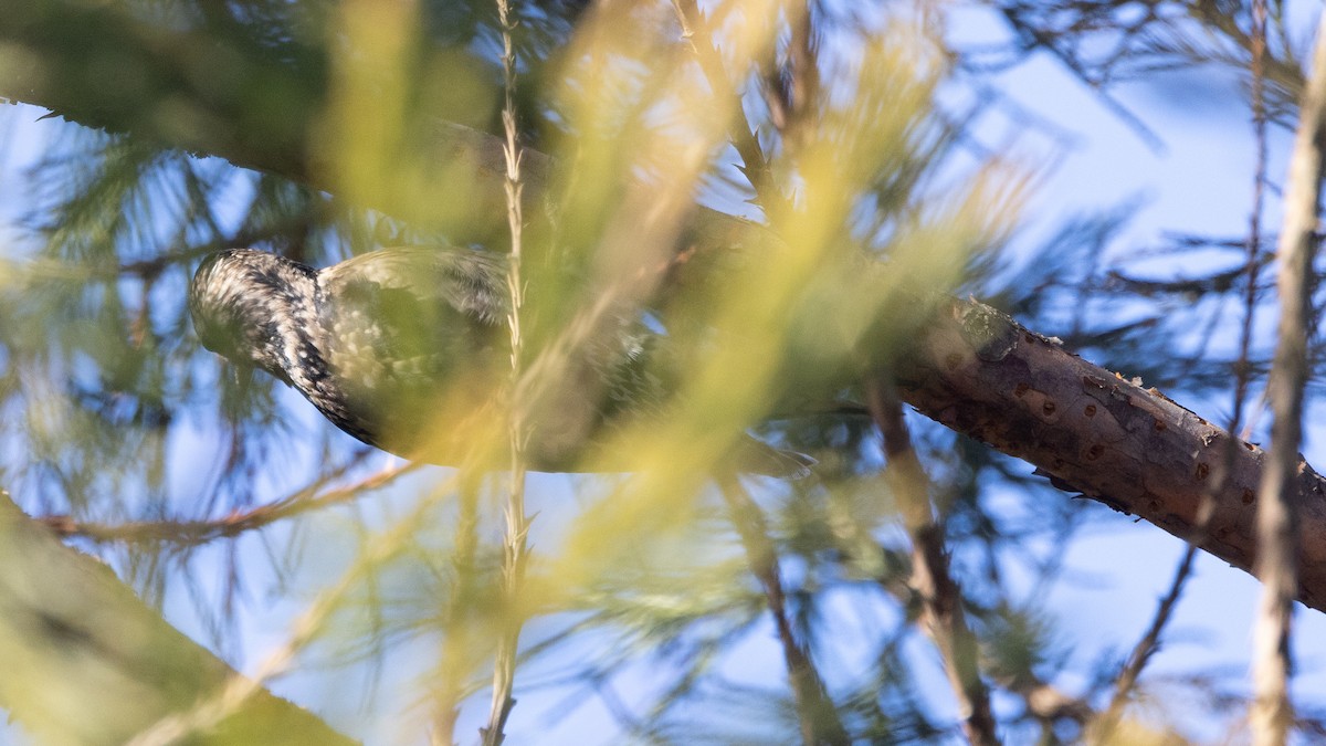 Yellow-bellied Sapsucker - ML629622804