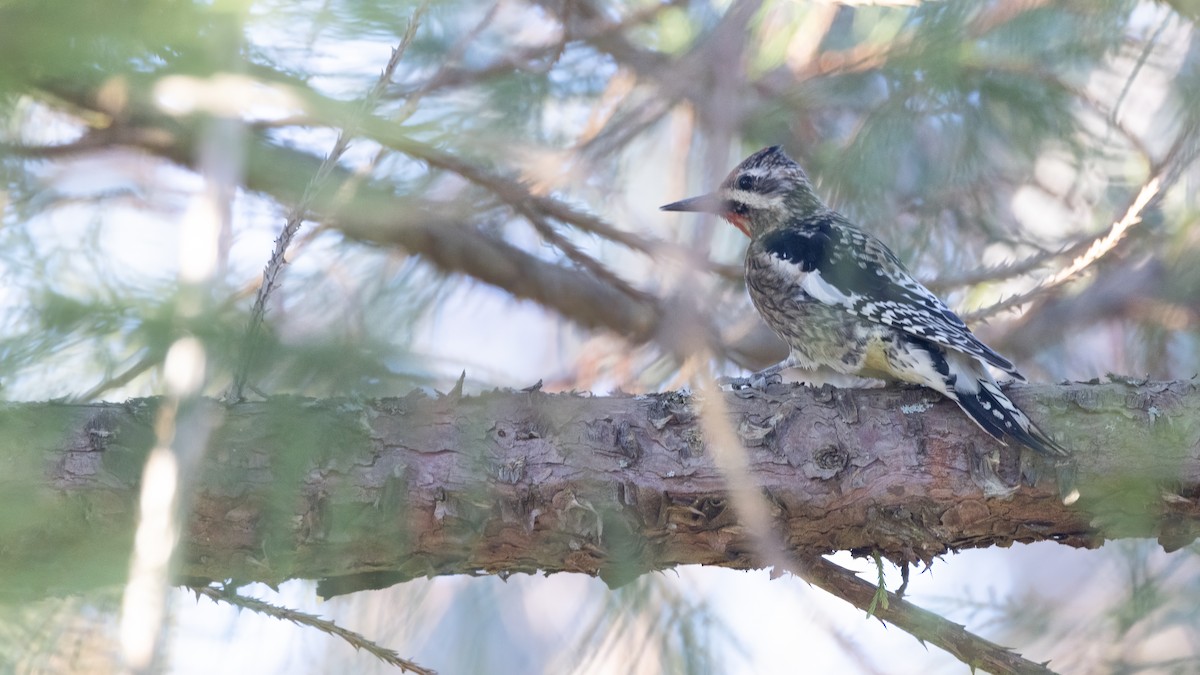 Yellow-bellied Sapsucker - ML629622805