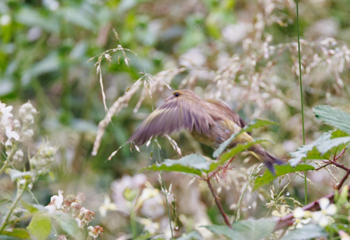 European Greenfinch - ML629622893