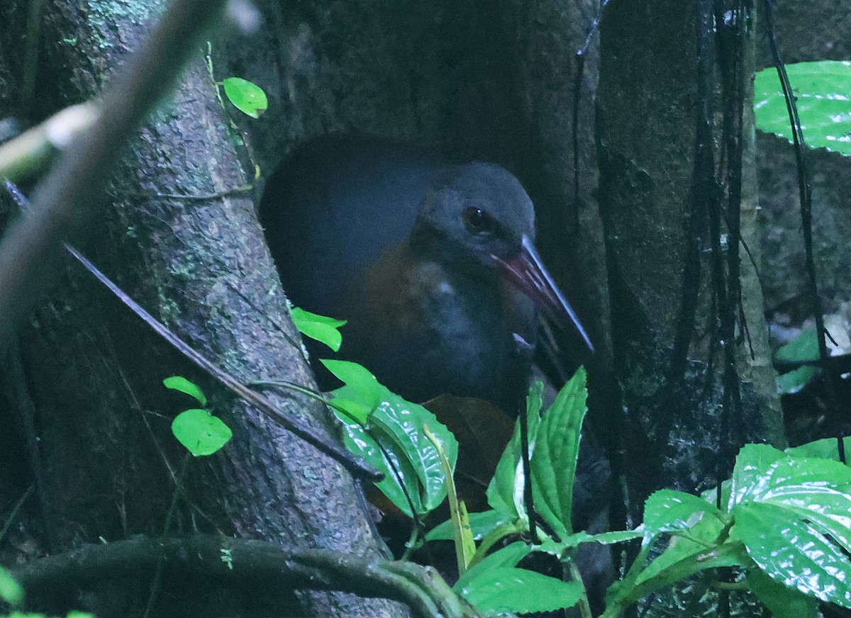 Snoring Rail - ML629623001