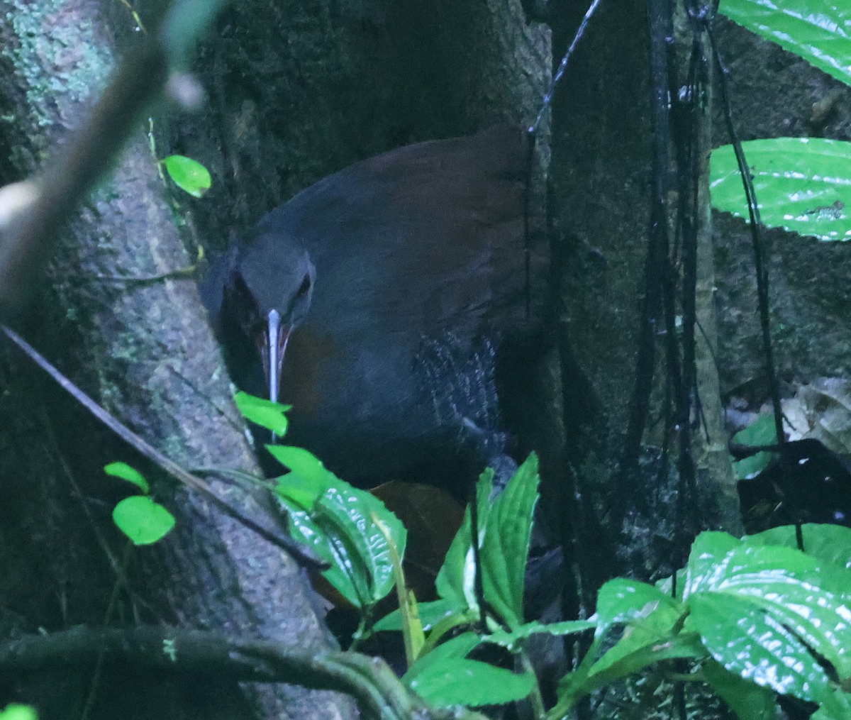 Snoring Rail - ML629623002
