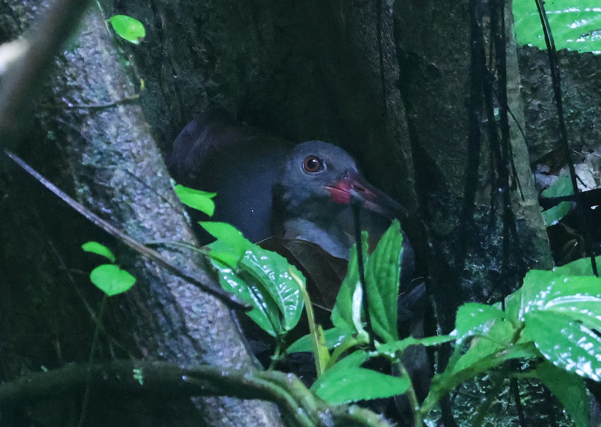 Snoring Rail - ML629623003