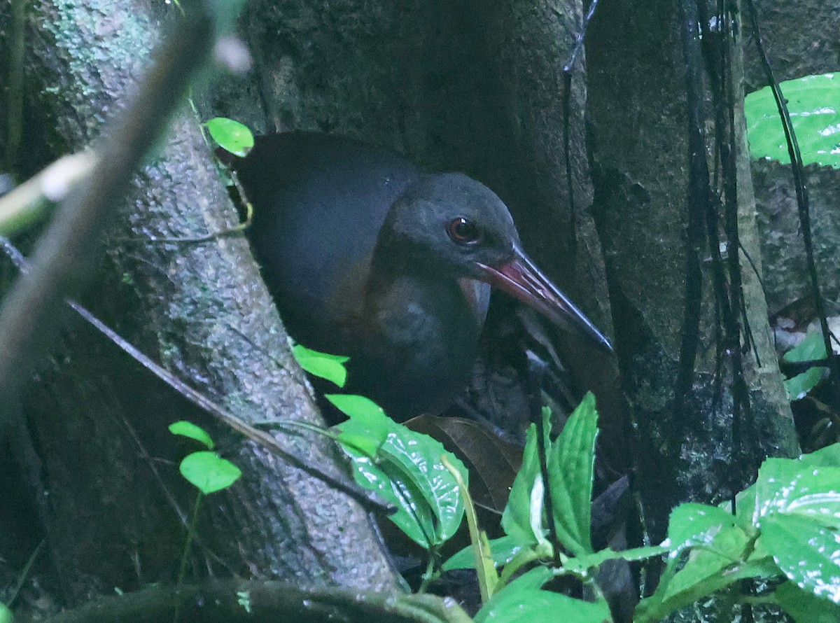 Snoring Rail - ML629623005