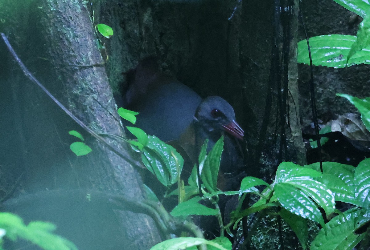 Snoring Rail - ML629623006