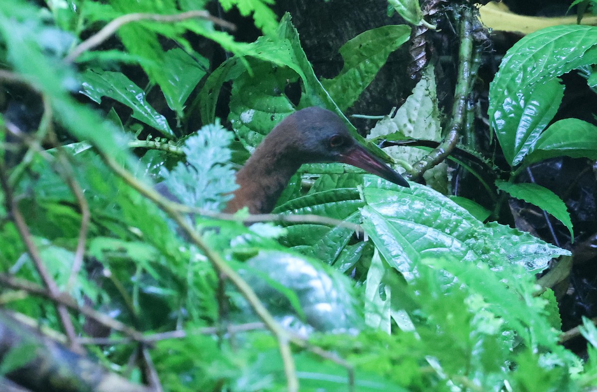 Snoring Rail - ML629623007