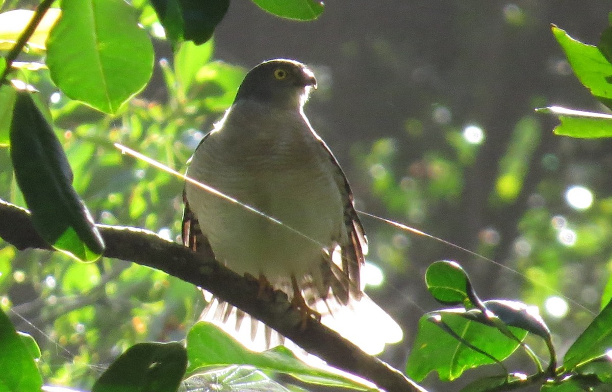 Frances's Sparrowhawk - ML629623011
