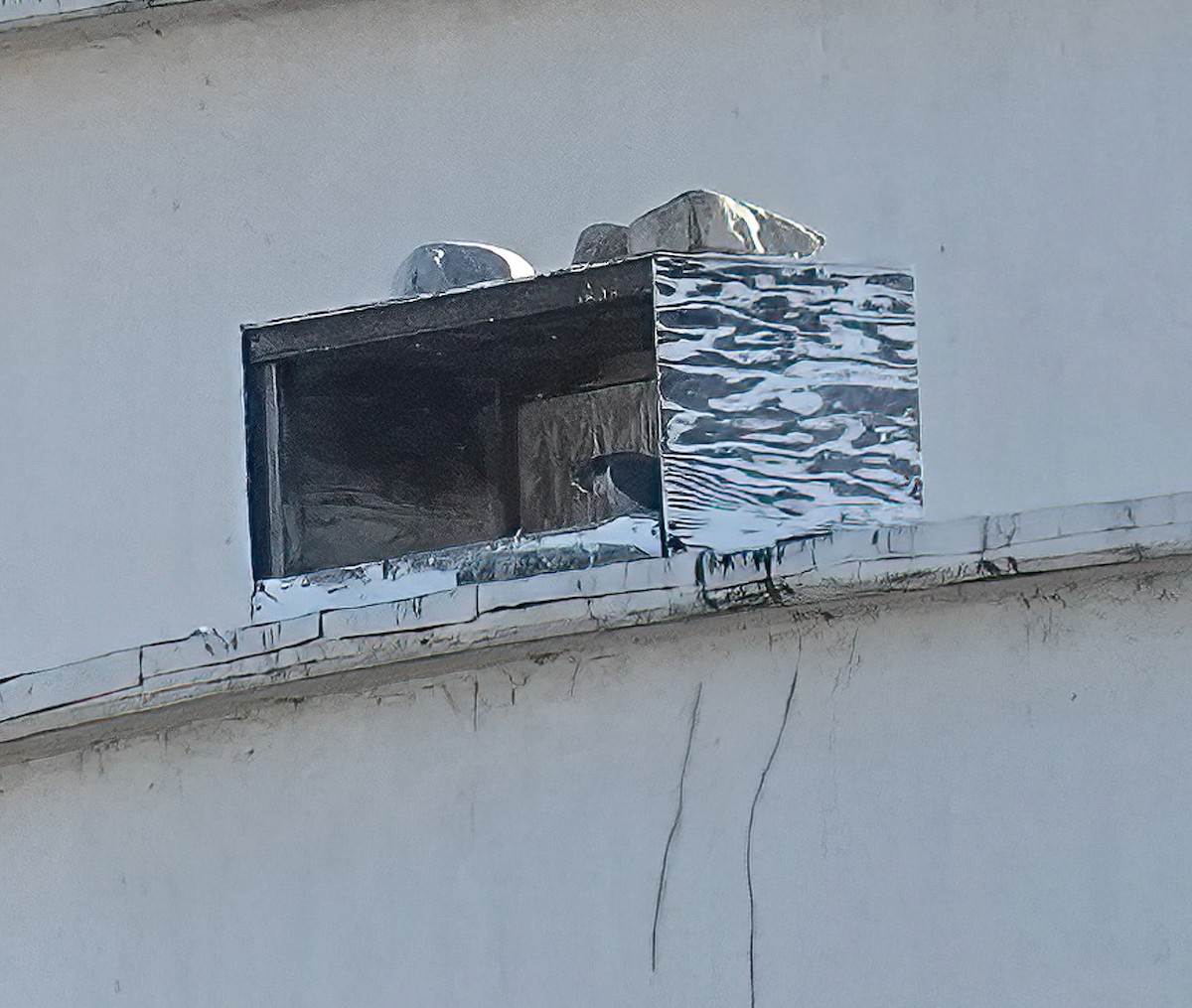 Peregrine Falcon - ML629623171