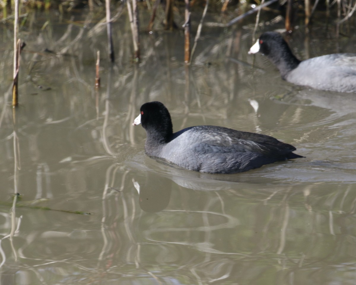 American Coot - ML629623535