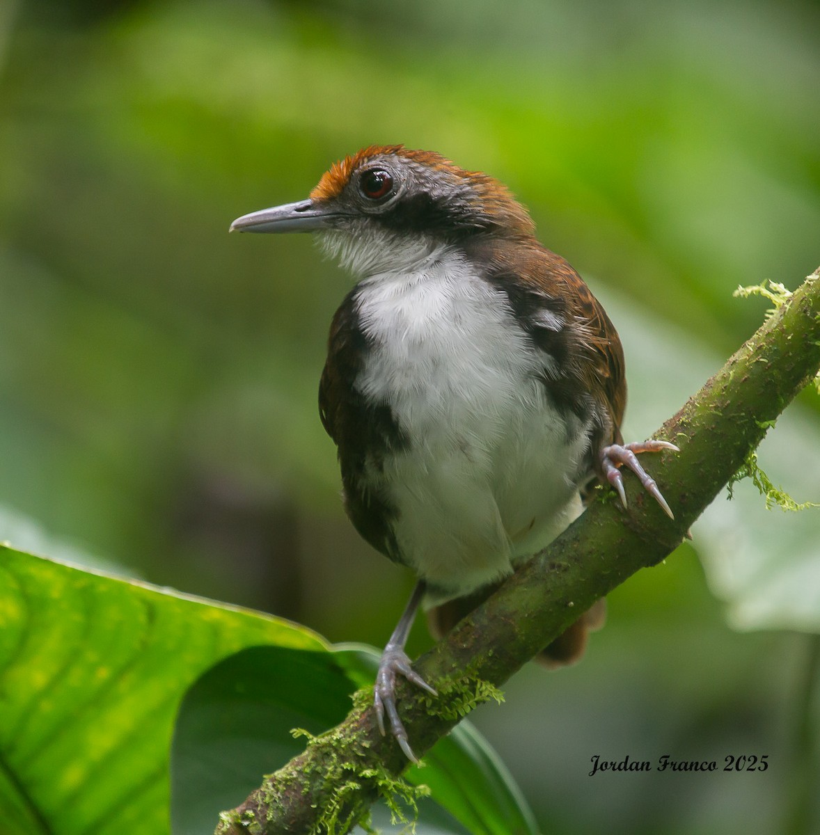 Bicolored Antbird - ML629623703