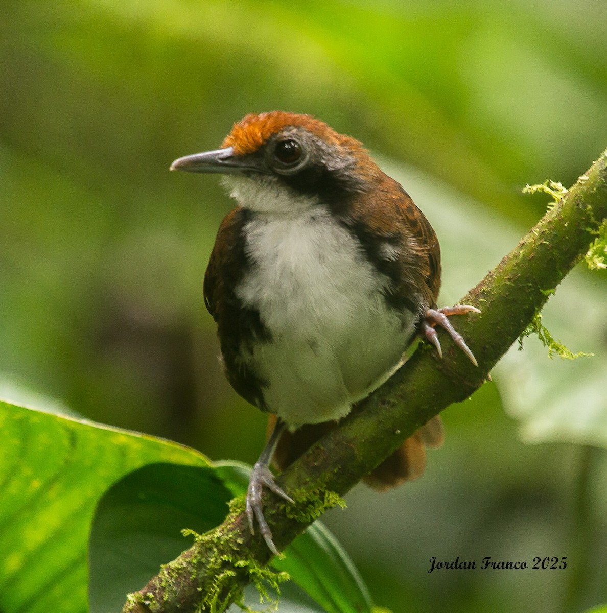 Bicolored Antbird - ML629623704