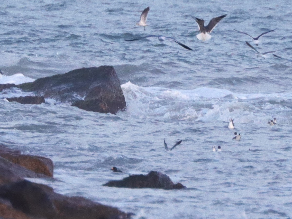 Black Scoter - ML629623899