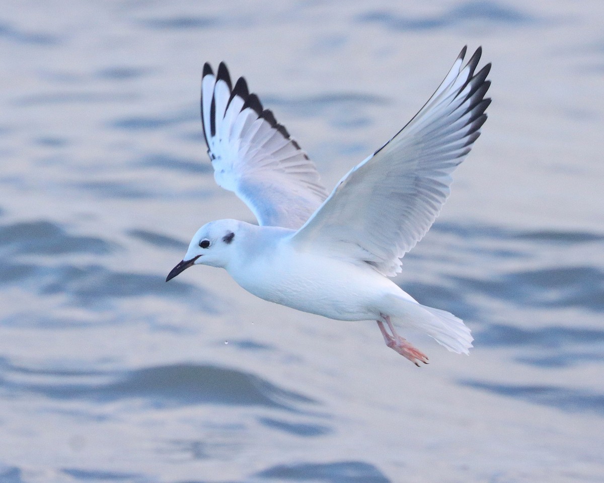 Bonaparte's Gull - ML629623924