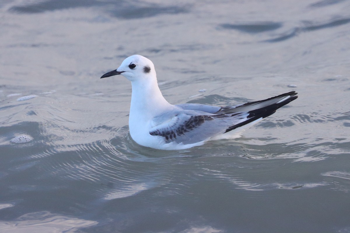Bonaparte's Gull - ML629623927