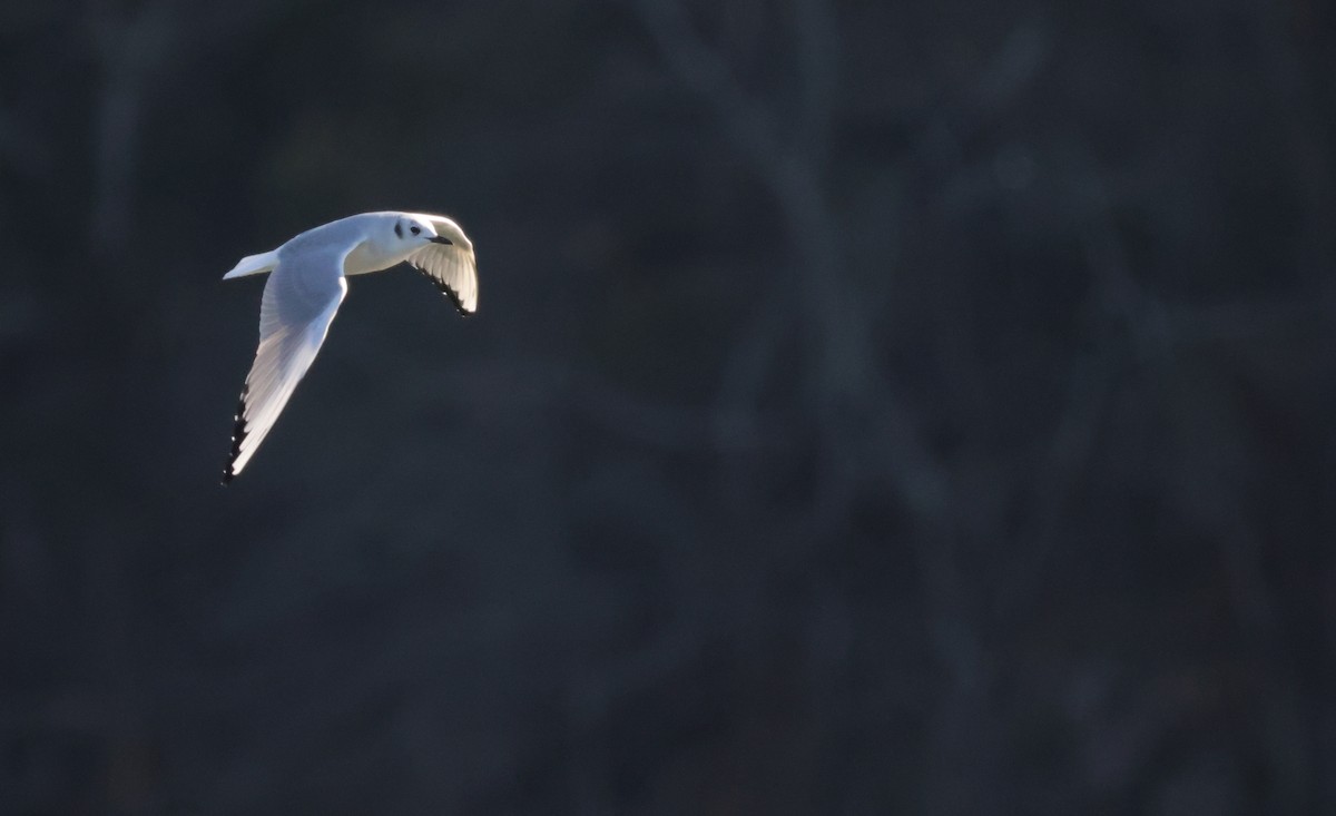 Bonaparte's Gull - ML629624063