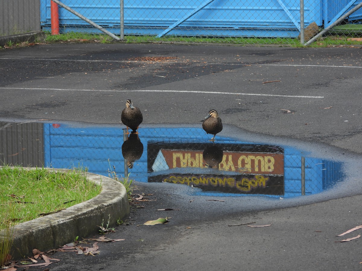 Pacific Black Duck - ML629624098