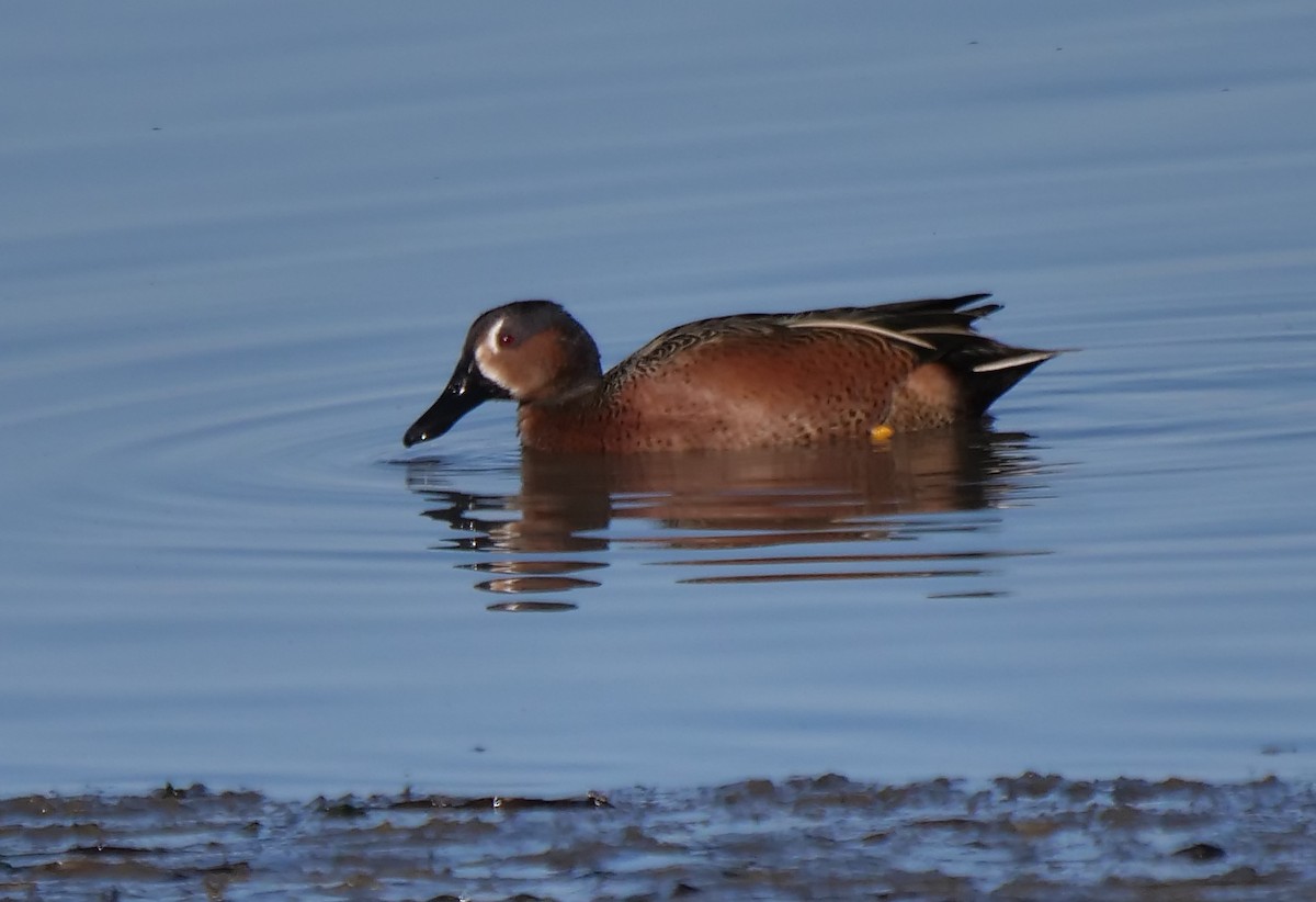 Blue-winged x Cinnamon Teal (hybrid) - ML629624153