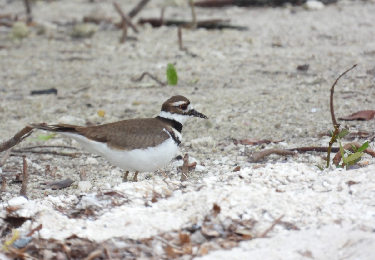 Killdeer - ML629624262