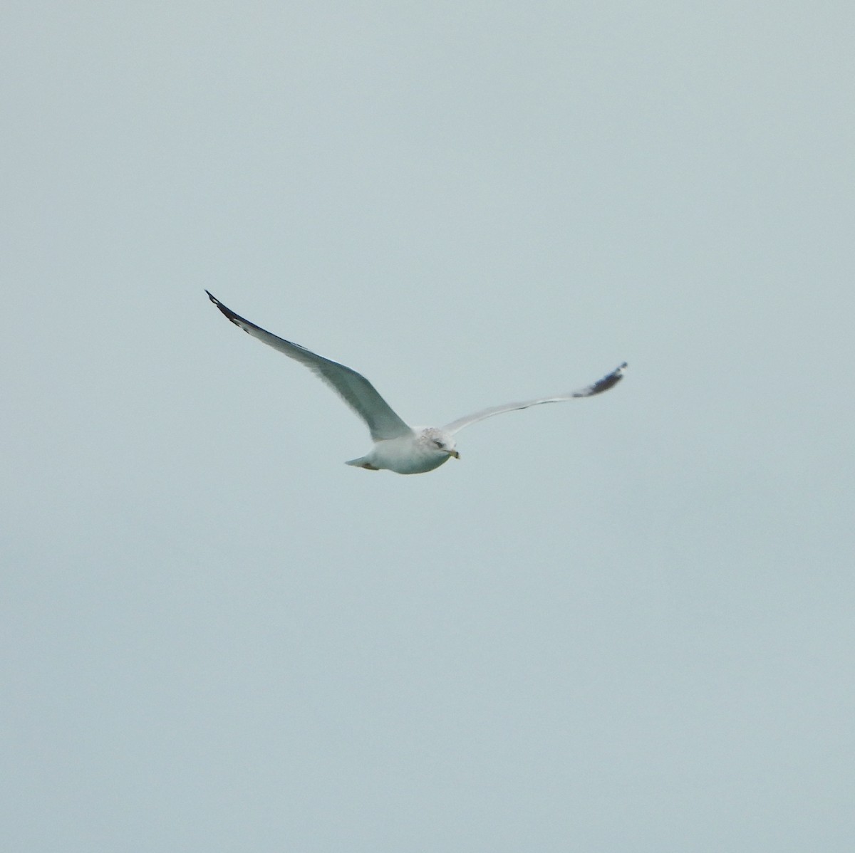 Ring-billed Gull - ML629624353