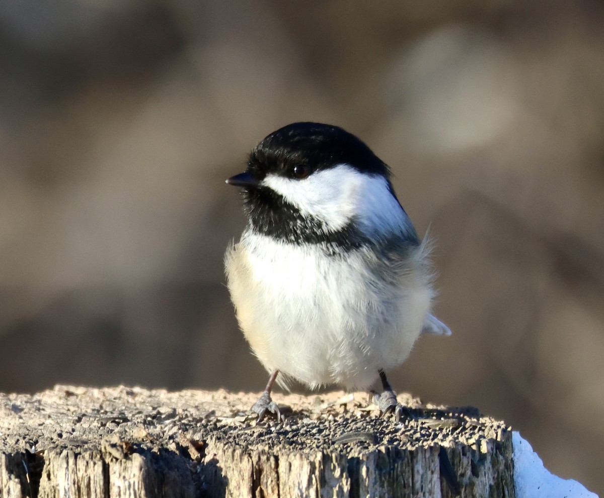 Black-capped Chickadee - ML629624501