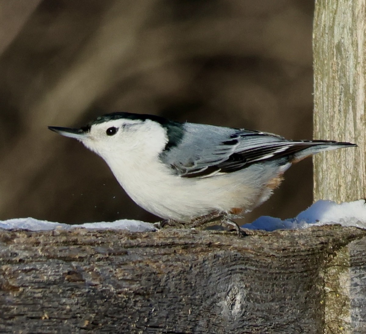 White-breasted Nuthatch - ML629624510