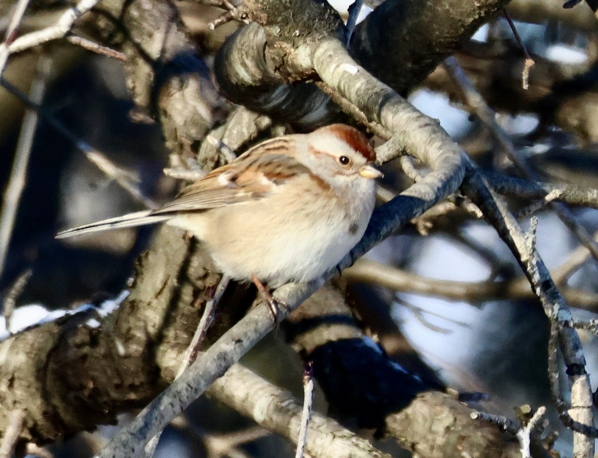 American Tree Sparrow - ML629624518