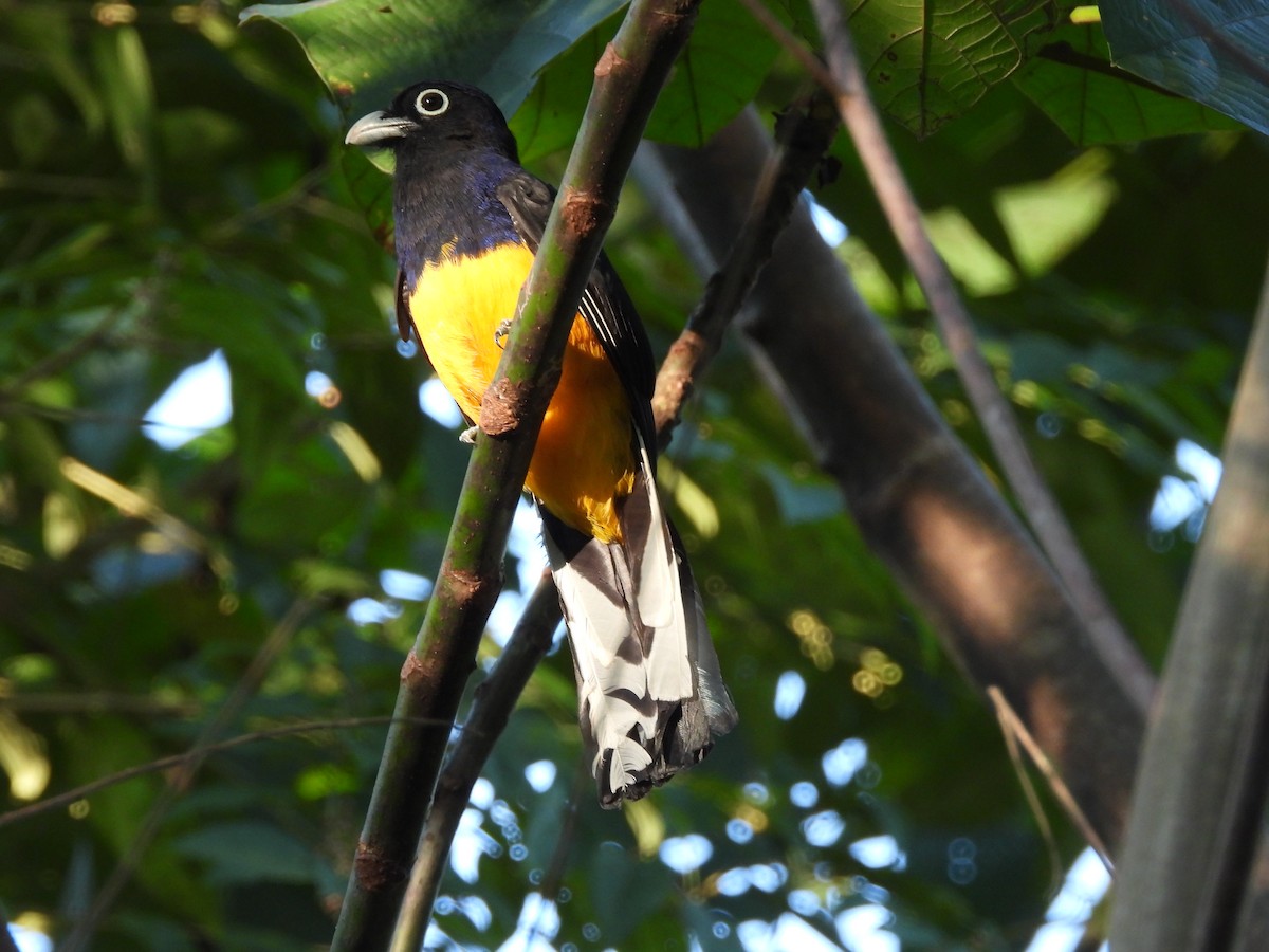 amazontrogon - ML629624568