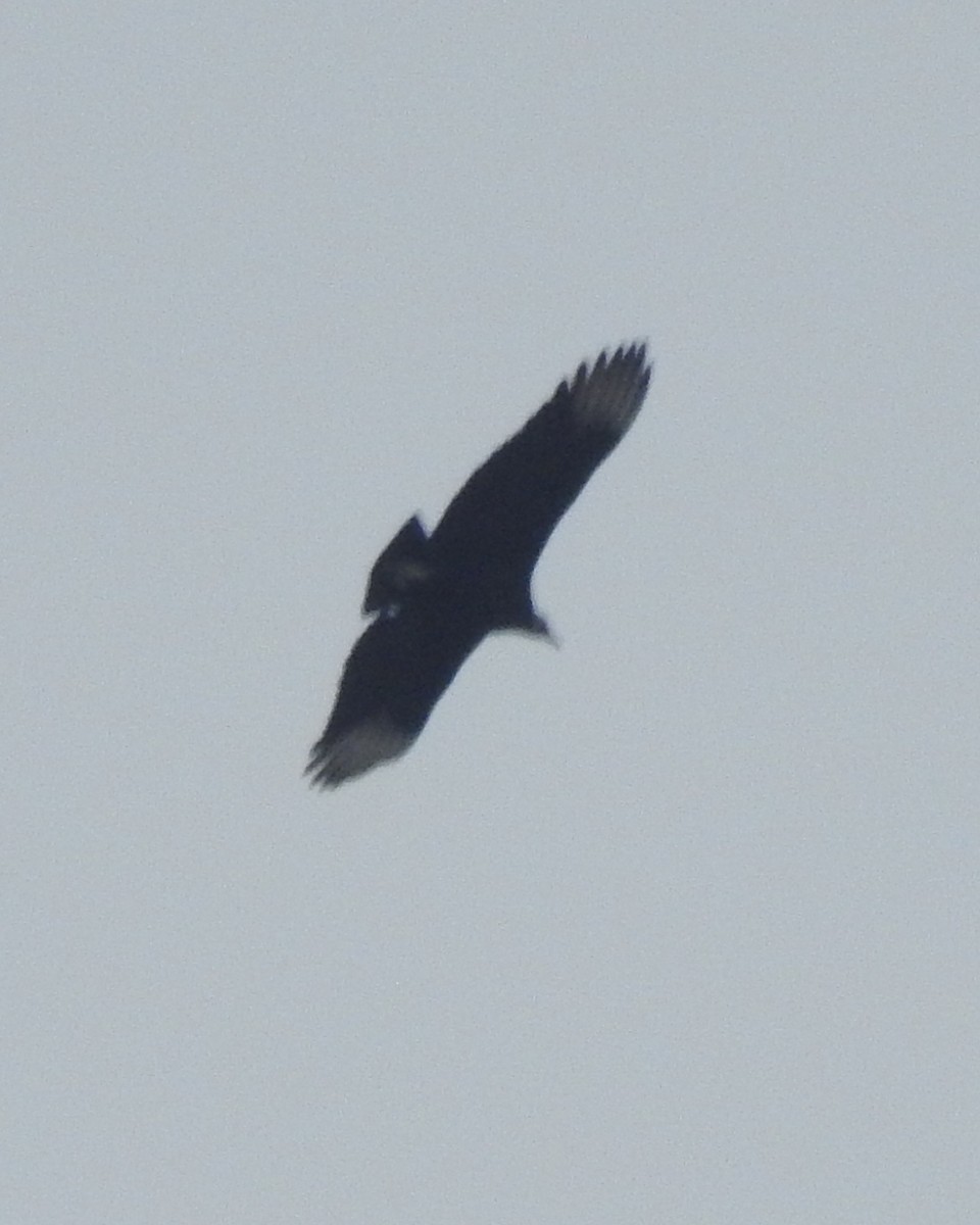 Urubu noir - ML629624646