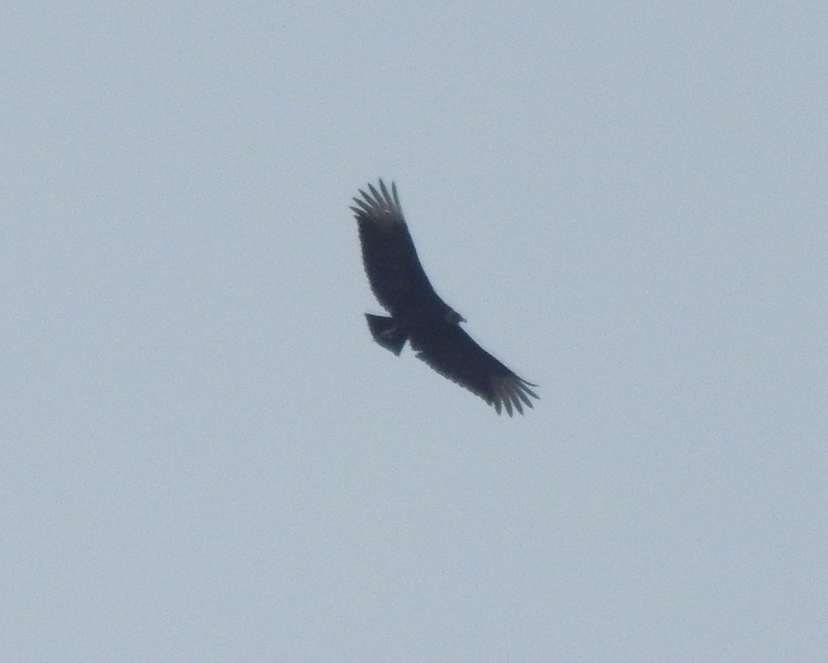 Urubu noir - ML629624651