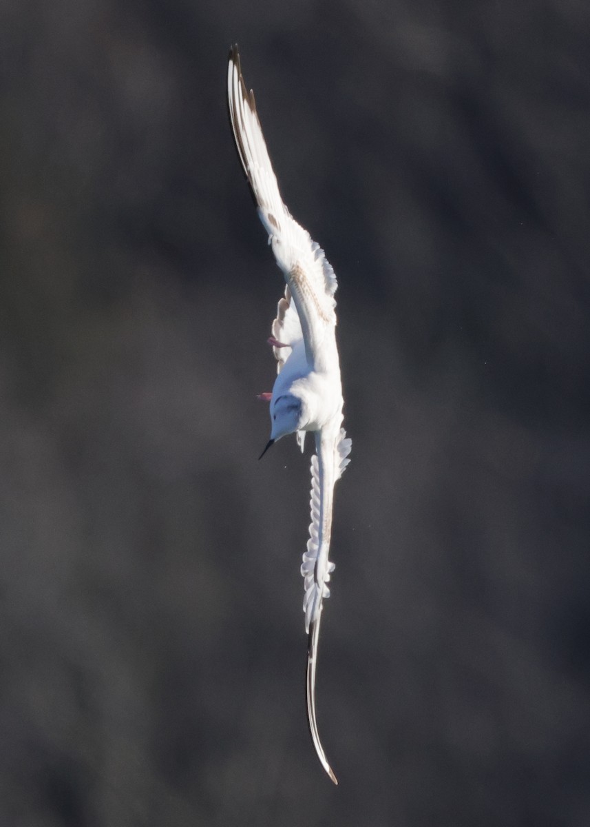 Bonaparte's Gull - ML629624753