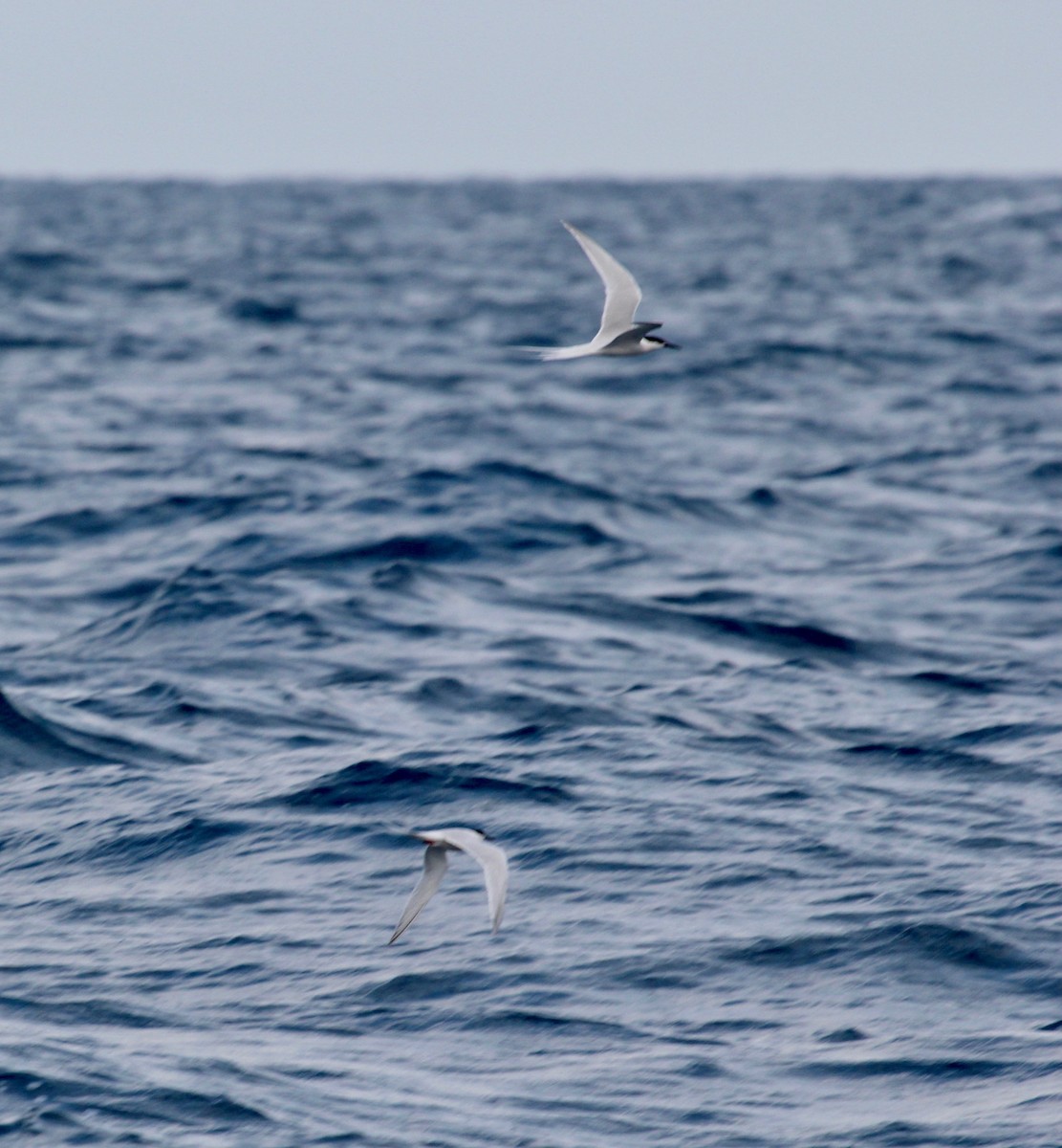 Roseate Tern - ML629624784