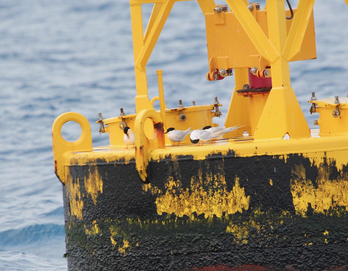 Roseate Tern - ML629624785