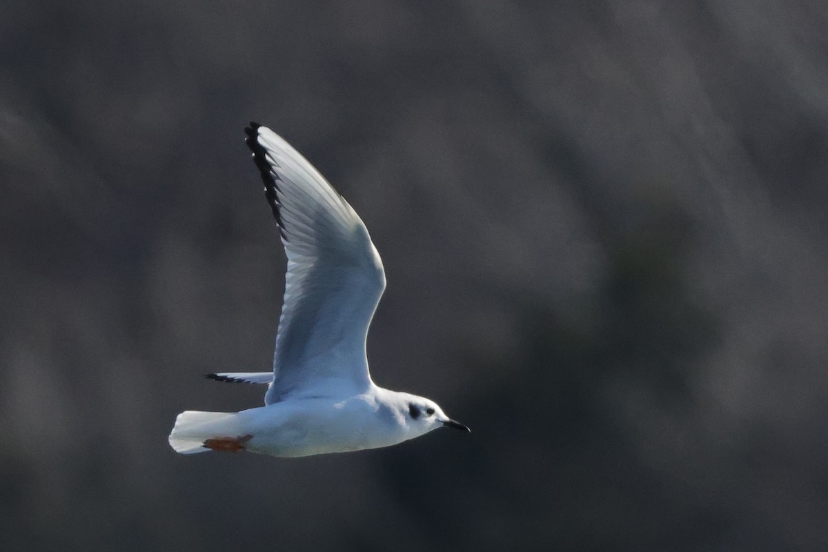 Bonaparte's Gull - ML629624790