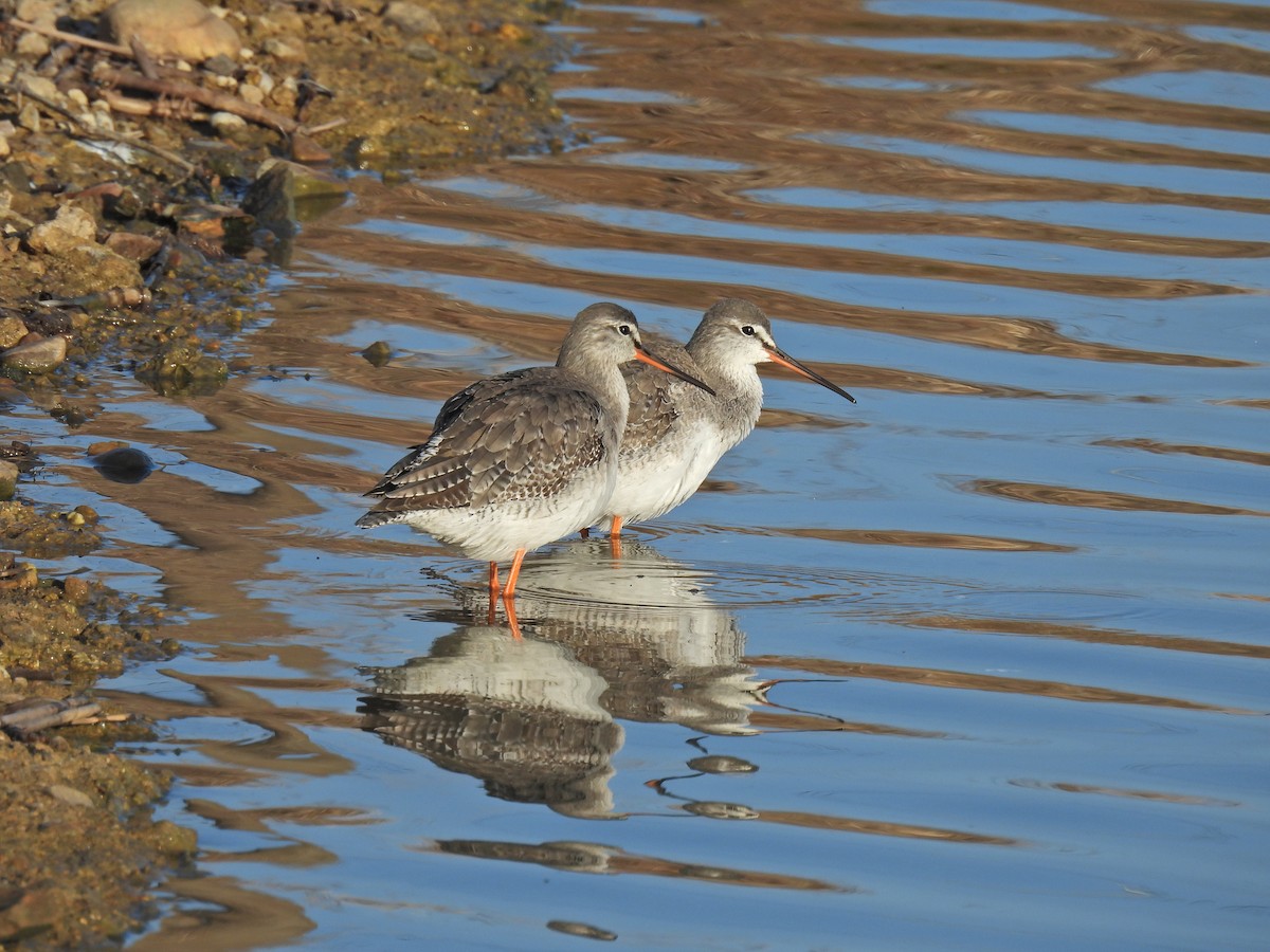 Spotted Redshank - ML629624794
