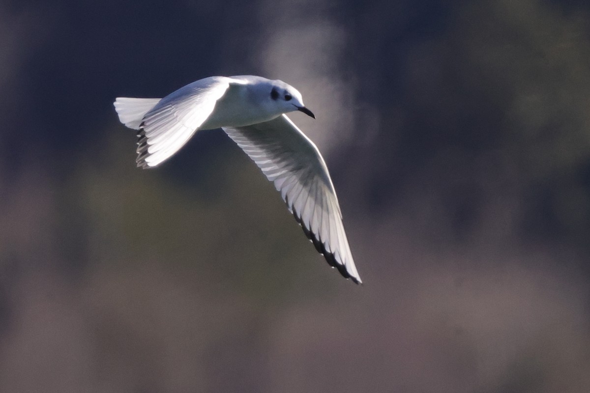 Bonaparte's Gull - ML629624796