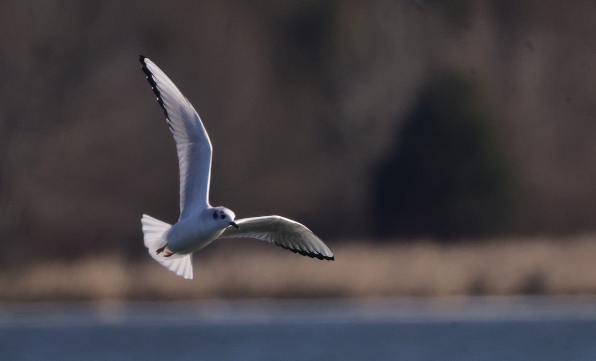 Bonaparte's Gull - ML629624842