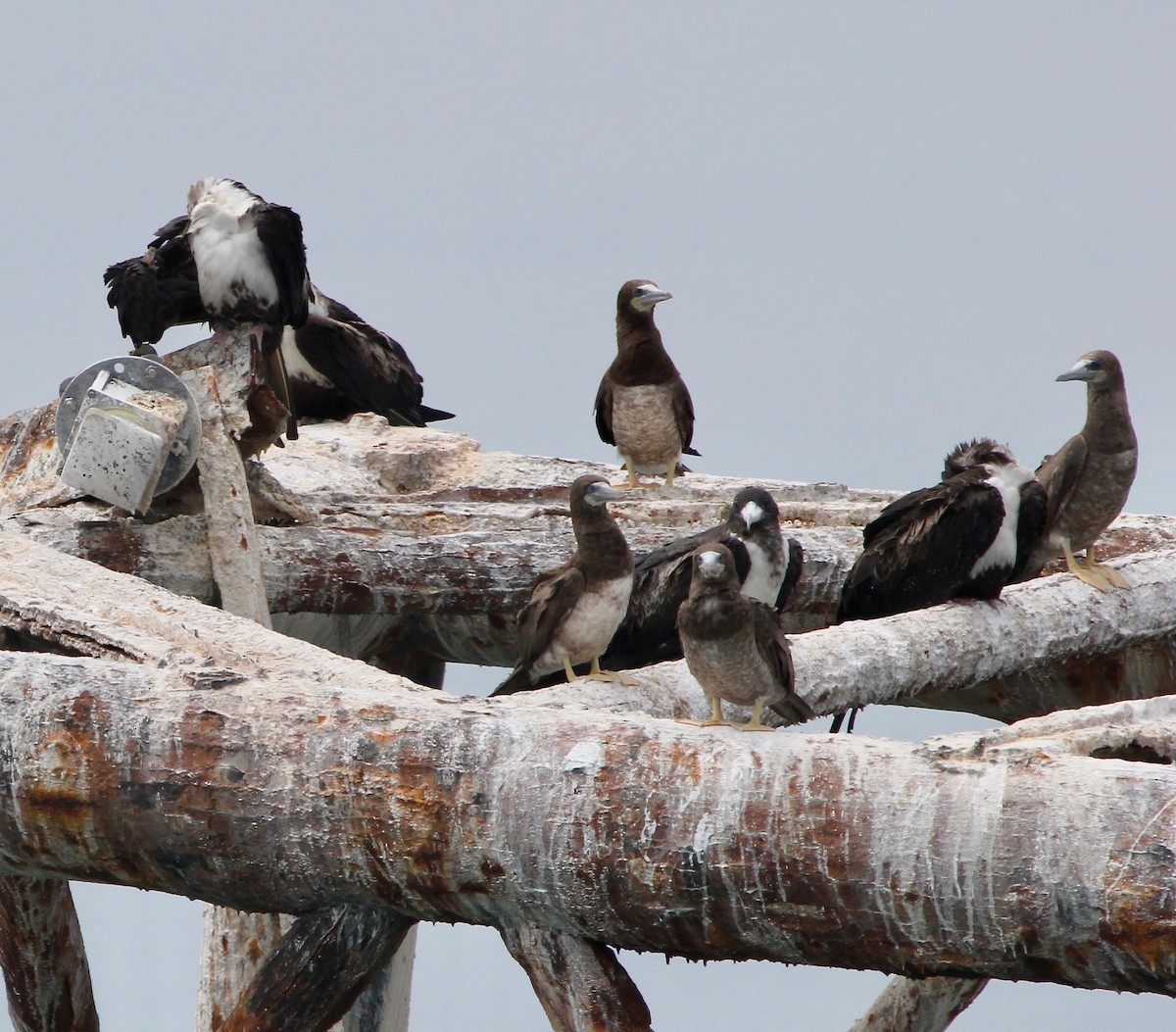 Brown Booby - ML629624872