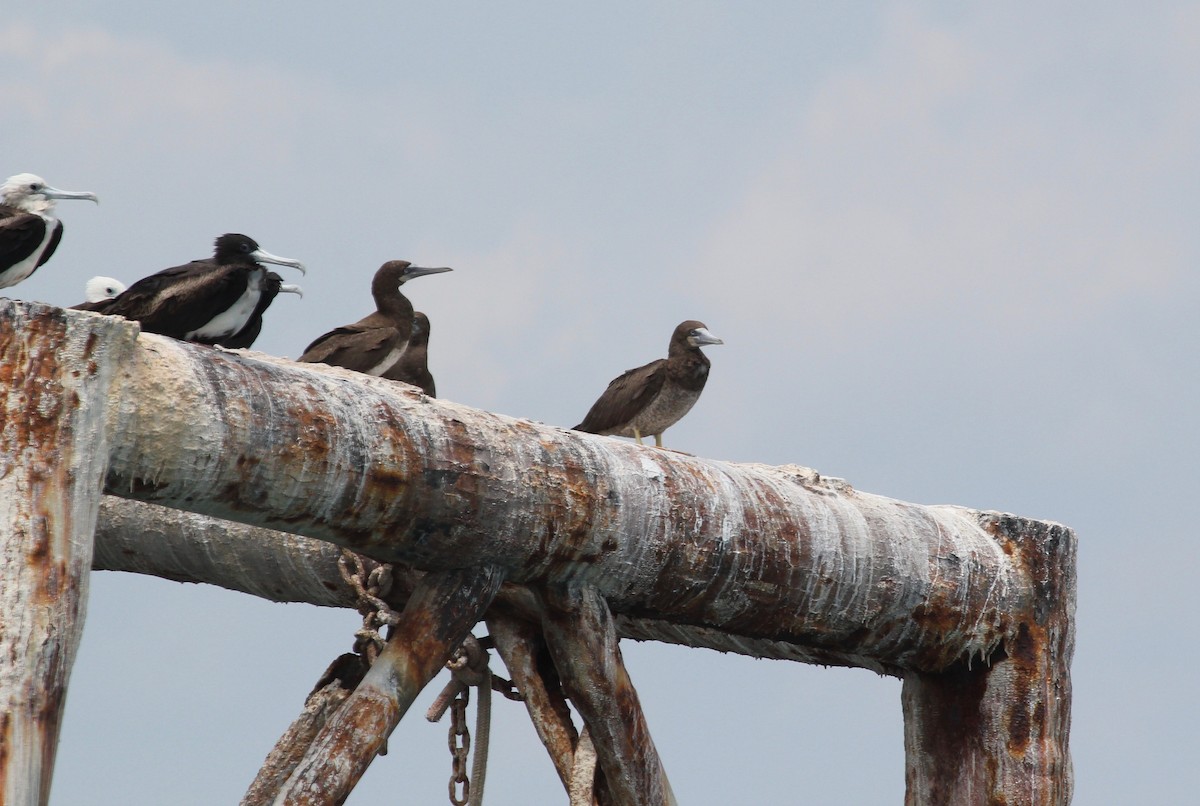 Brown Booby - ML629624874
