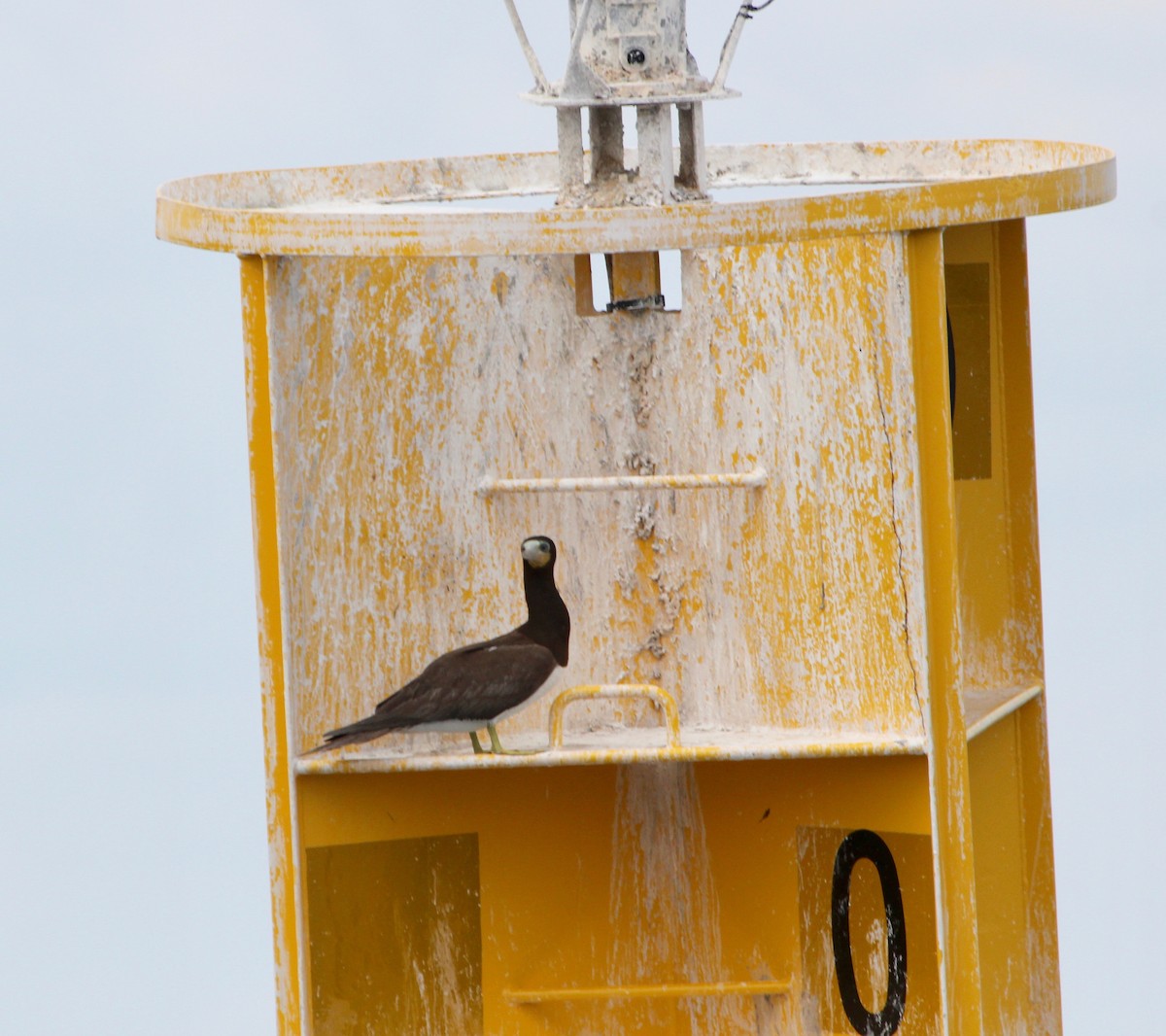 Brown Booby - ML629624875