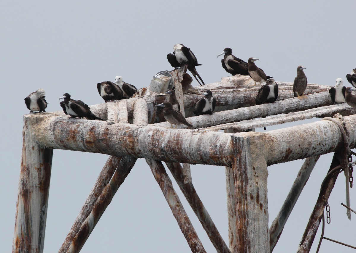 Brown Booby - ML629624876
