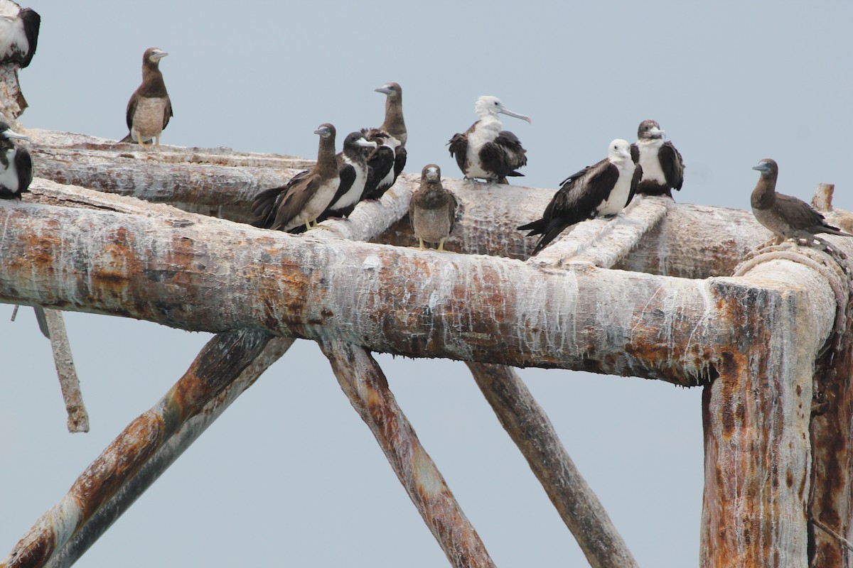Brown Booby - ML629624877