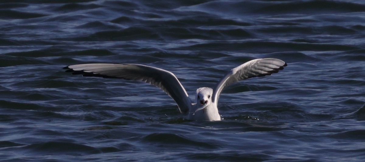 Bonaparte's Gull - ML629624895